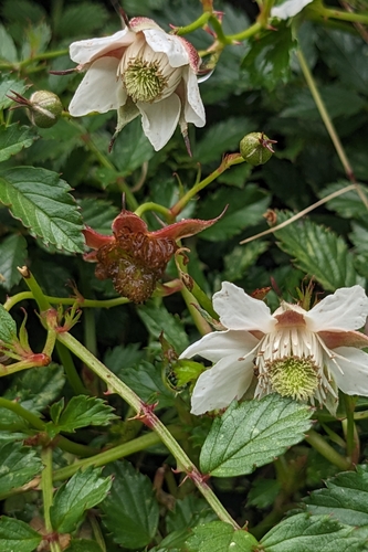 Rubus taiwanicola, photograph 3