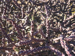 Cylindropuntia thurberi, photograph (c) Luke, some rights reserved (CC BY)