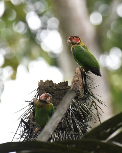Rose-faced Parrot (Pyrilia pulchra), photo 9