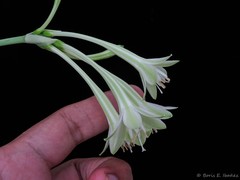 Stenomesson chloranthum