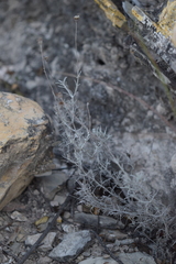 Thymophylla setifolia