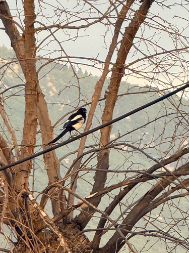 Eurasian Magpie