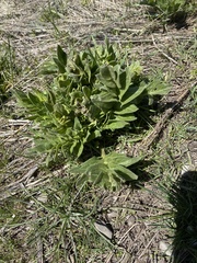 Lithospermum ruderale