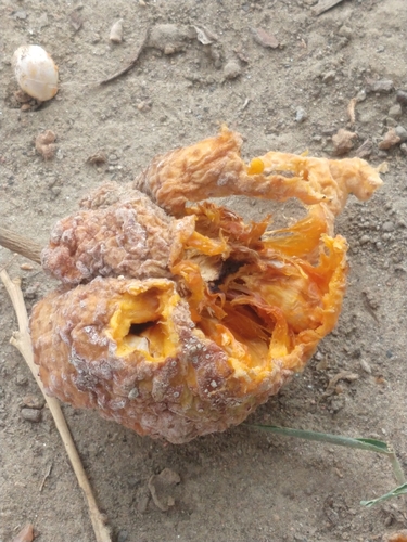Artocarpus lacucha observed 2026-06-30