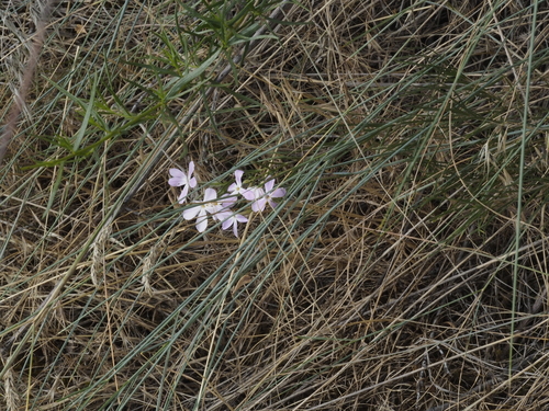 Phlox longifolia, photograph 1