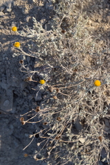 Thymophylla setifolia