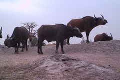 Syncerus caffer brachyceros