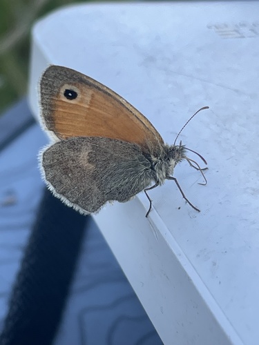 Small Heath