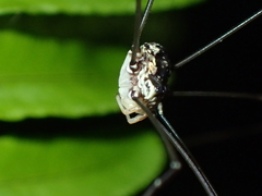 Pseudogagrella