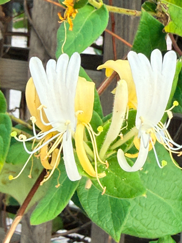 Japanese honeysuckle
