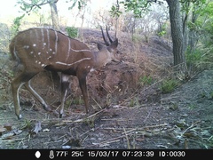 Tragelaphus scriptus