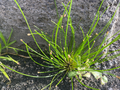Eleocharis geniculata observed 2026-06-29