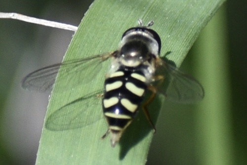 Large-tailed Aphideater
