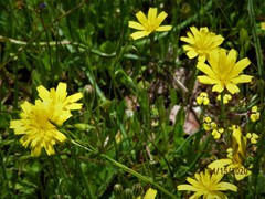 Leontodon saxatilis saxatilis