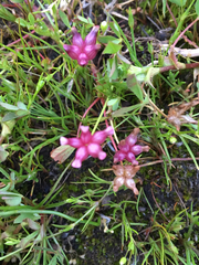 Trifolium depauperatum