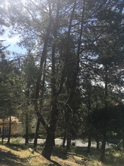 Pinus brutia eldarica