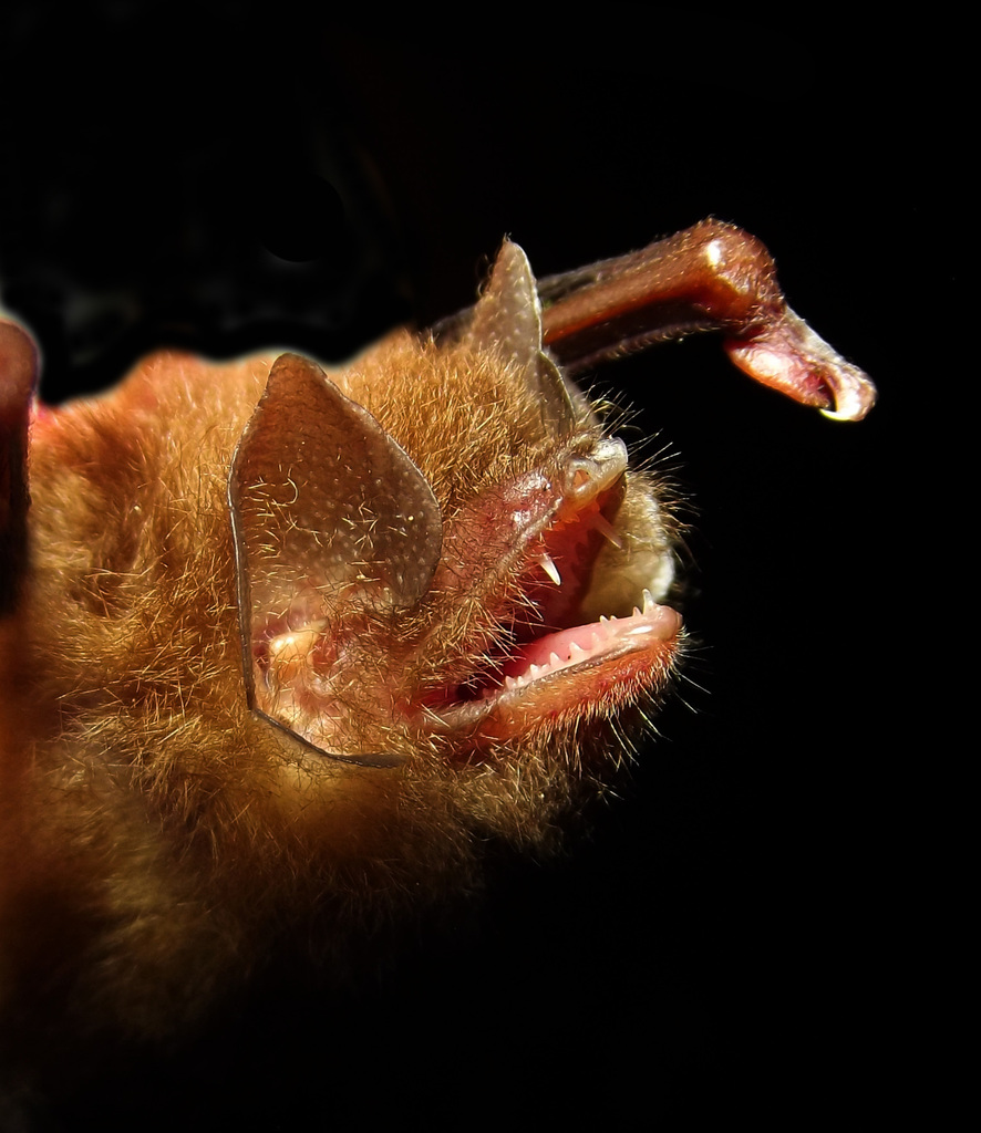 Peters's Disk-Winged Bat