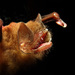 Peter's Disk-winged Bat - Photo (c) jennycuray, some rights reserved (CC BY-NC), uploaded by jennycuray