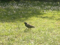 Sturnus vulgaris