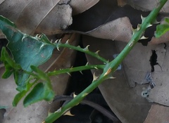 (c) Aparna, some rights reserved (CC BY) Solanum trilobatum, photograph (c) Aparna, some rights reserved (CC BY)