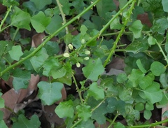 Solanum trilobatum, photograph (c) Aparna, some rights reserved (CC BY)