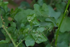 (c) Aparna, some rights reserved (CC BY) Solanum trilobatum, photograph (c) Aparna, some rights reserved (CC BY)
