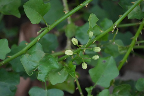 Solanum trilobatum, photograph 2