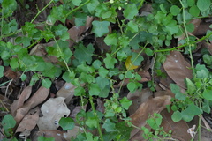 (c) Aparna, some rights reserved (CC BY) Solanum trilobatum, photograph (c) Aparna, some rights reserved (CC BY)