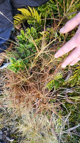Dracophyllum longifolium, photograph 6