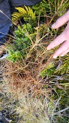 Dracophyllum longifolium, photograph author not stated, no rights reserved