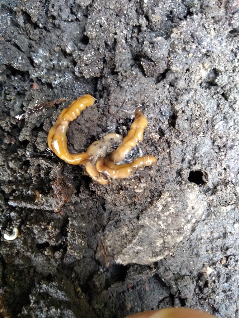 Wandering Broadhead Planarian from Five Points, Fort Wayne, IN 46808 ...