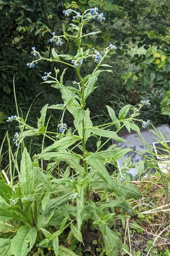 Cynoglossum zeylanicum, photograph 2