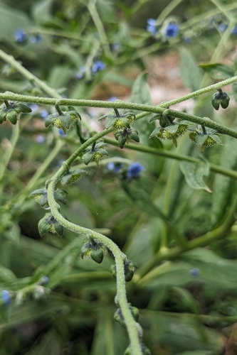 Cynoglossum zeylanicum, photograph 3