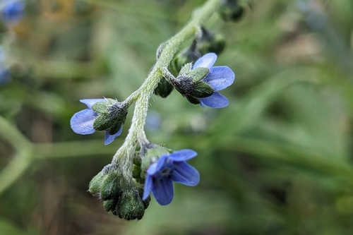 Cynoglossum zeylanicum, photograph 4