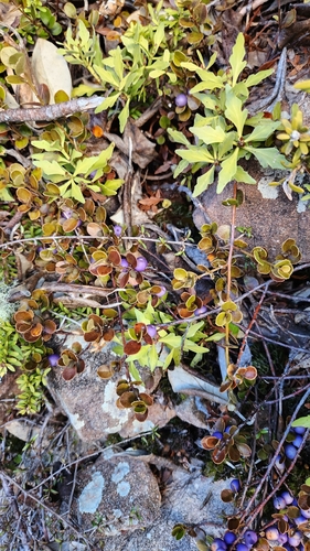 Myrsine nummularia, photograph 2