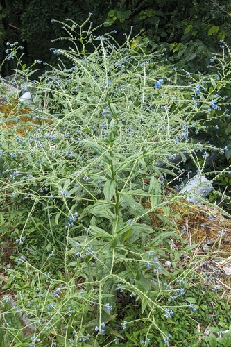 Cynoglossum zeylanicum, photograph 5