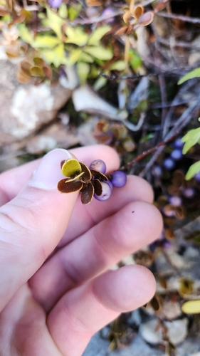 Myrsine nummularia, photograph 3