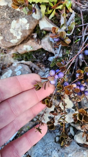 Myrsine nummularia, photograph 4