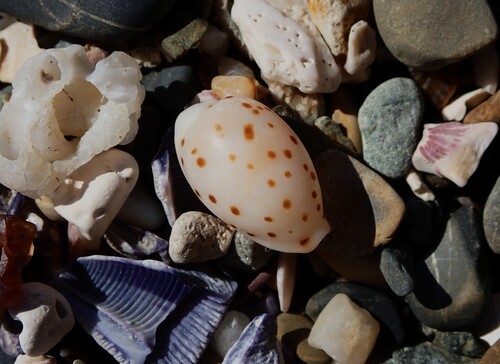 Cypraea punctata observed 2026-06-30