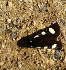 Alypiodes bimaculata