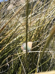 Callophrys mcfarlandi