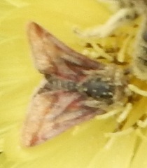 Schinia mitis