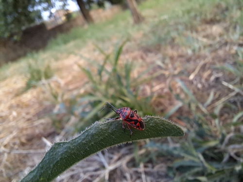 red cabbage bug