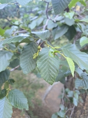 Alnus oblongifolia