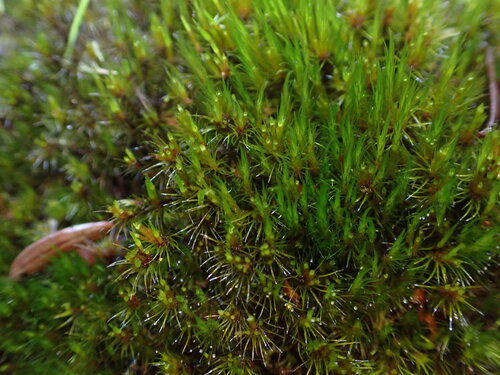 Campylopus purpureocaulis, 2026-06-02