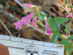 Penstemon triflorus