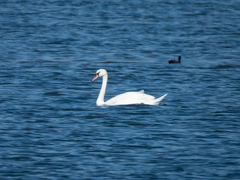 Mute Swan
