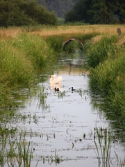 Mute Swan