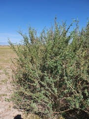 Caragana spinosa, photograph Urgamal Magsar, CC BY, iNaturalist via GBIF
