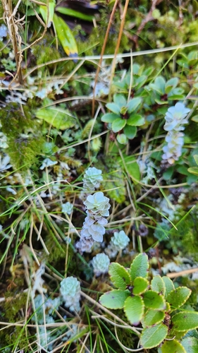 Leucogenes grandiceps, photograph 2